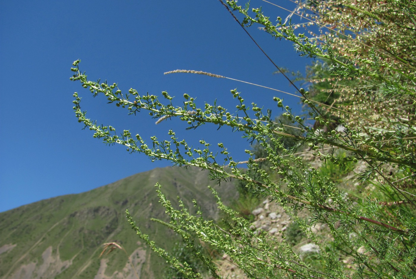 Изображение особи Artemisia chamaemelifolia.