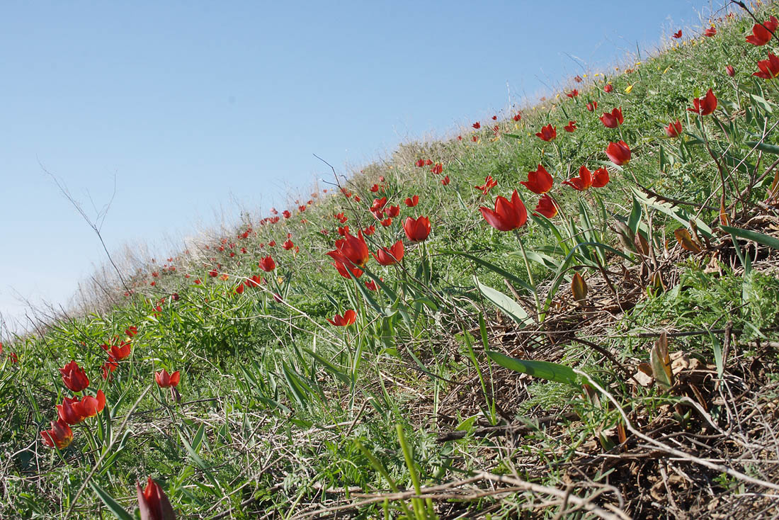 Image of Tulipa suaveolens specimen.