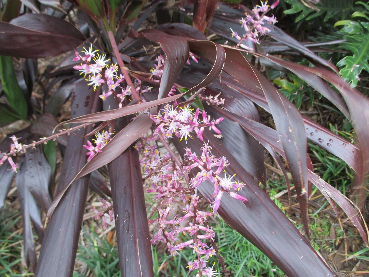 Image of Cordyline rubra specimen.