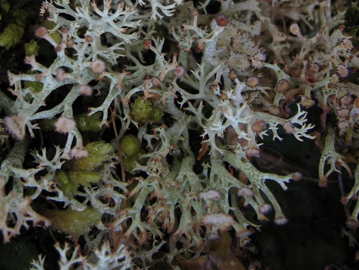 Изображение особи Cladonia amaurocraea.