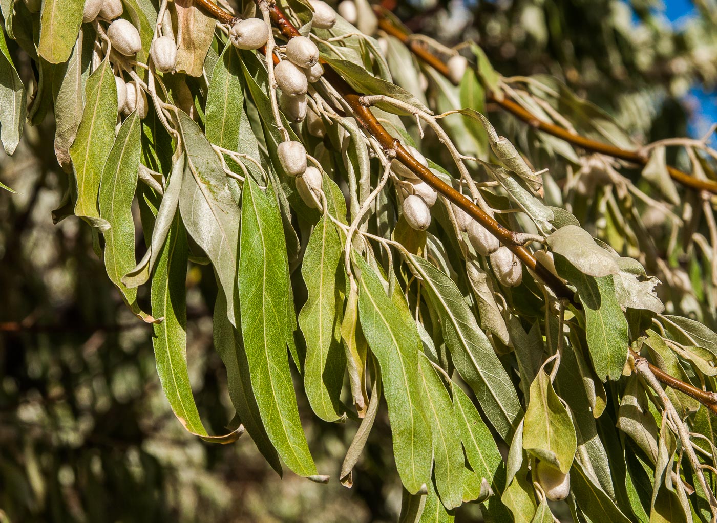 Image of Elaeagnus angustifolia specimen.