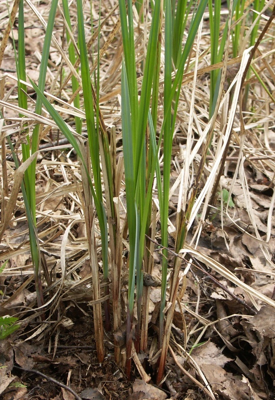 Image of Carex acutiformis specimen.