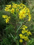Смотреть изображение Senecio argunensis