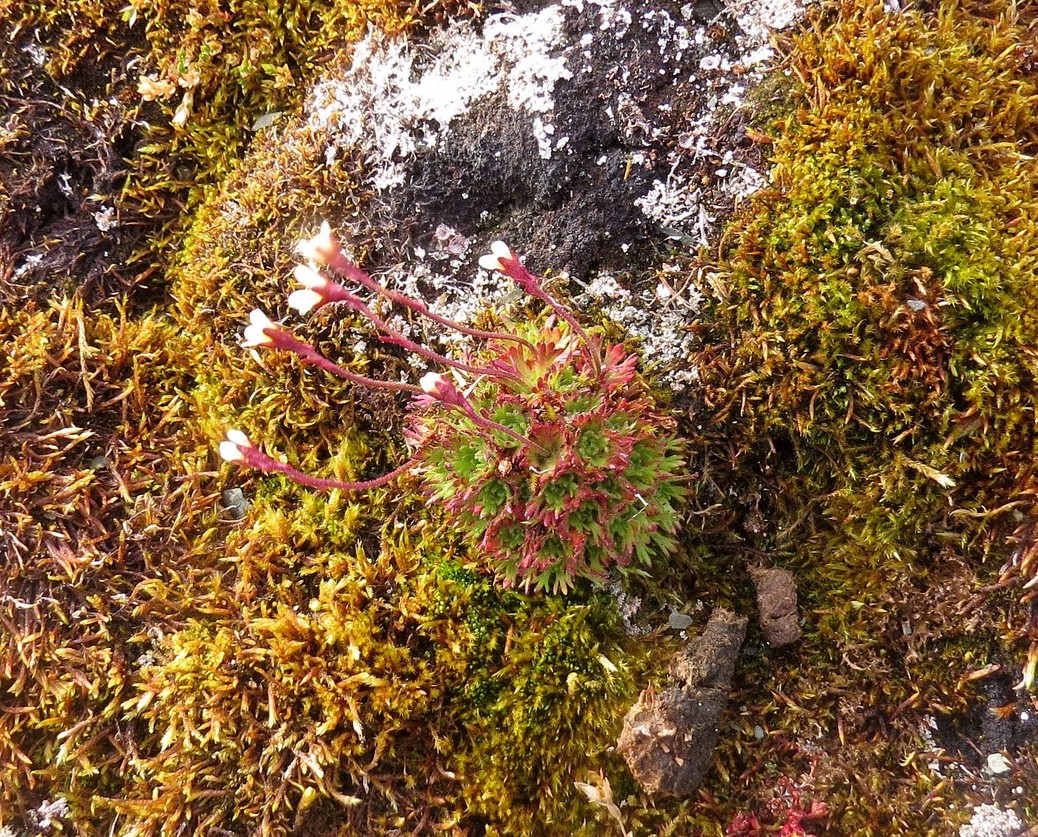 Image of Saxifraga cespitosa specimen.