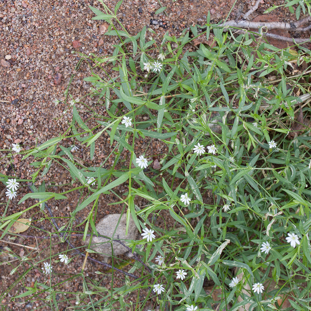 Image of Stellaria palustris specimen.