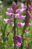 Polygala wolfgangiana. Соцветие. Татарстан, г. Бавлы. 20.05.2010.