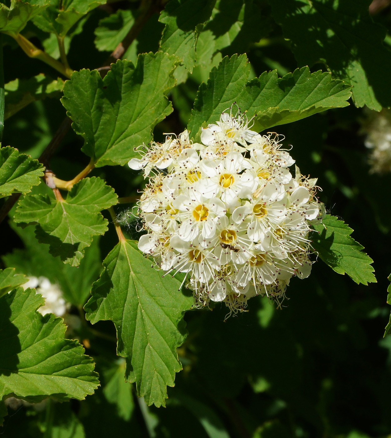 Image of Physocarpus opulifolius specimen.