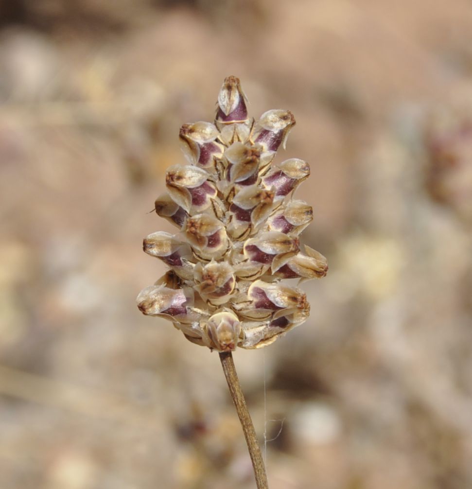 Image of Plantago bellardii ssp. deflexa specimen.