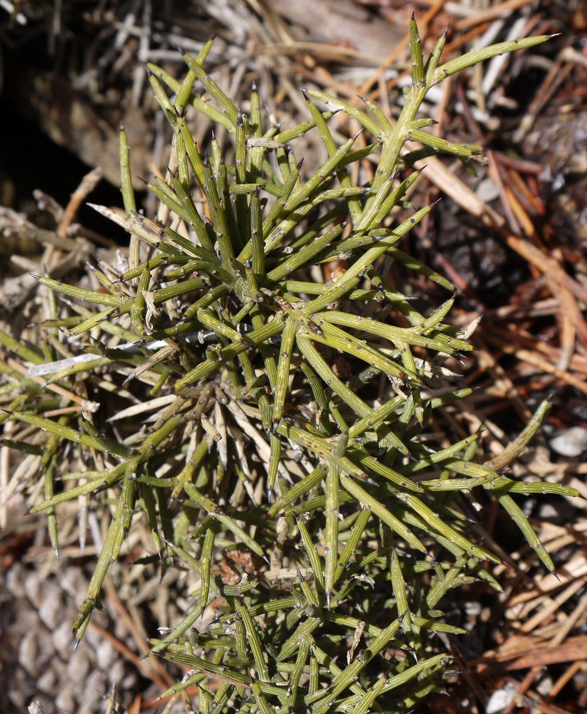 Изображение особи Genista fasselata.