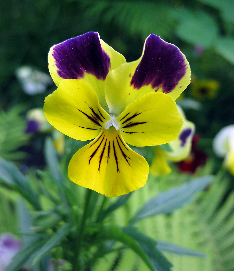 Image of Viola wittrockiana specimen.