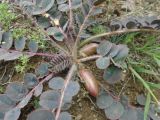 Astragalus fabaceus