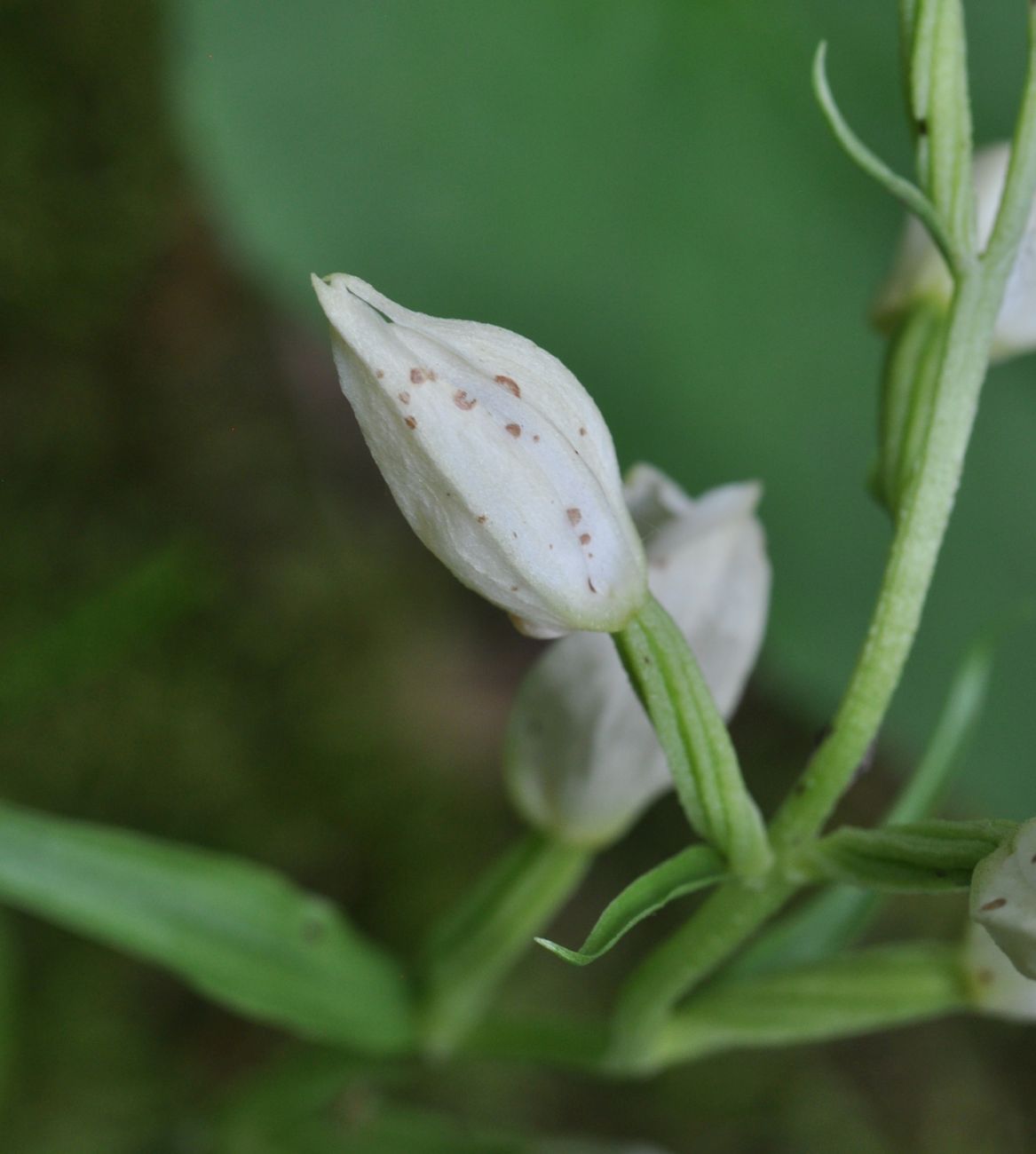 Image of Cephalanthera damasonium specimen.