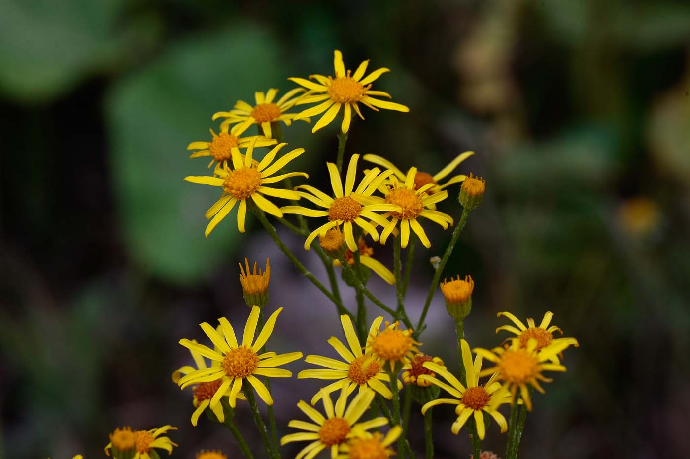 Image of Senecio erucifolius specimen.