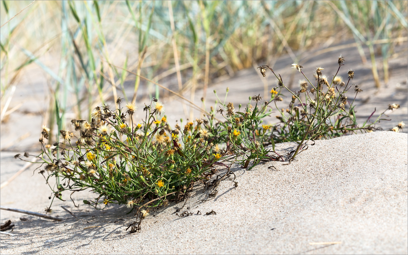 Image of Hieracium umbellatum var. dunale specimen.