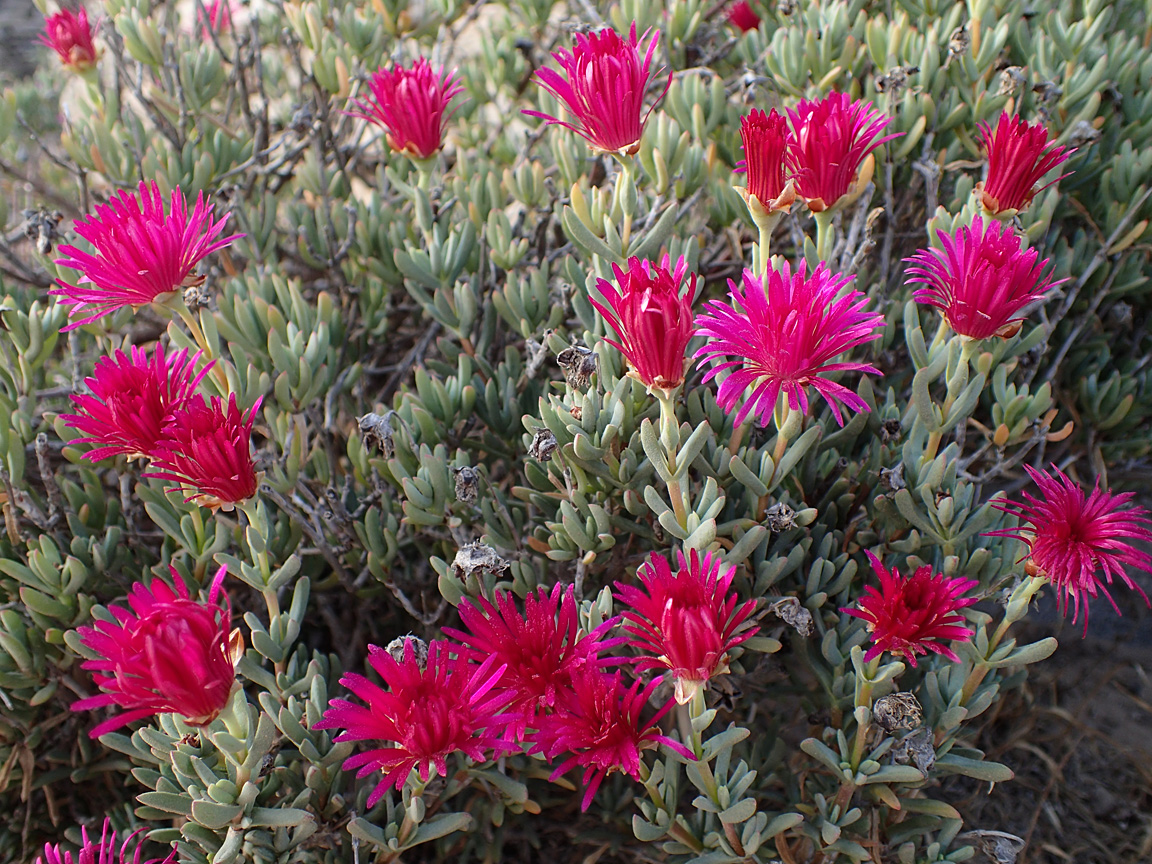 Изображение особи Lampranthus falcatus.