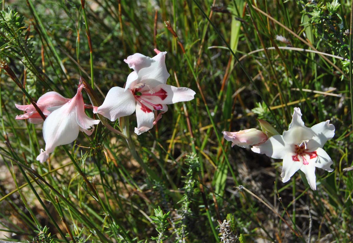 Image of Gladiolus carneus specimen.