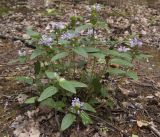 Prunella vulgaris. Цветущее растение. Краснодарский край, Абинский р-н, окр. станицы Эриванская, тенистый дубово-грабово-буковый лес в щели Жаданова. 30.05.2015.