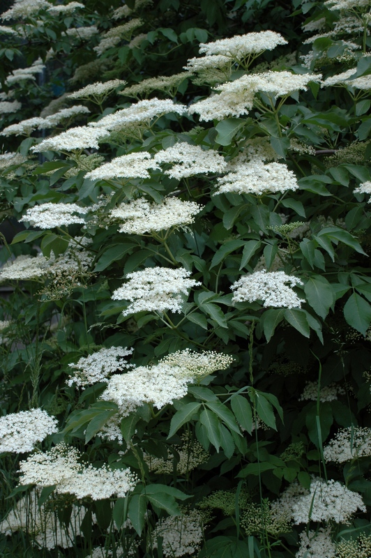 Image of Sambucus nigra specimen.