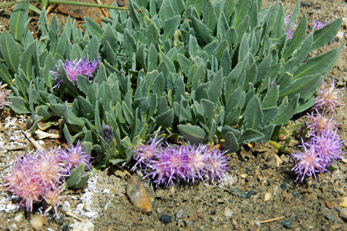 Image of Saussurea famintziniana specimen.