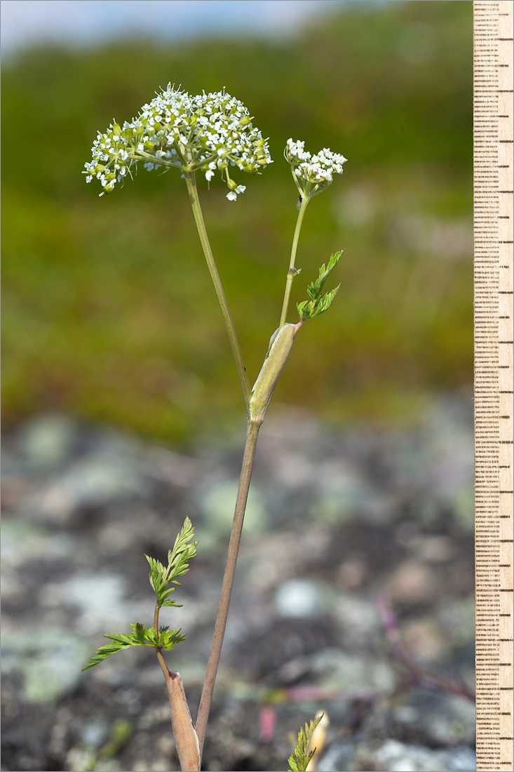 Image of Conioselinum tataricum specimen.