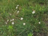 Dianthus pseudoserotinus. Цветущее растение. Украина, Тернопольская обл., Кременецкий р-н, национальный парк \"Кременецкие горы\", луговое сообщество на выходах известняков. 26 июня 2010 г.