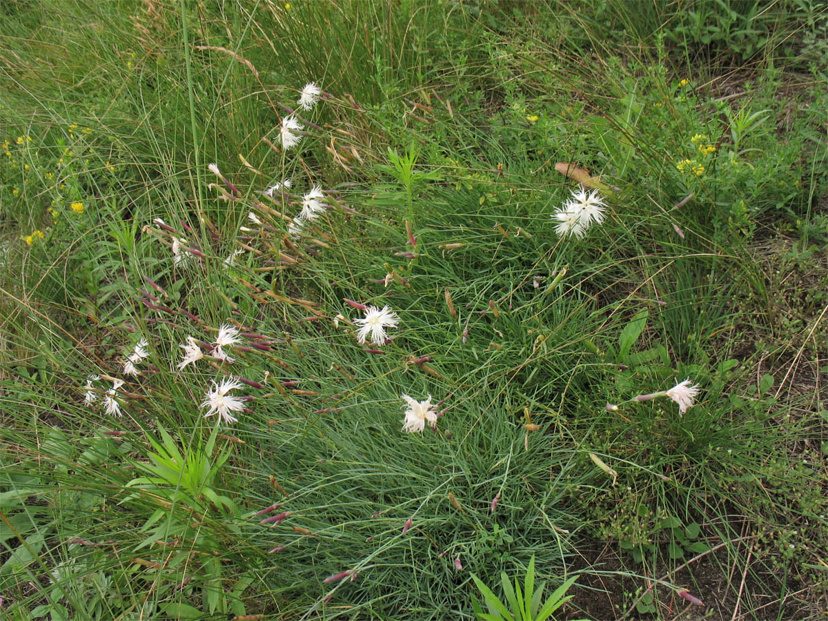 Изображение особи Dianthus pseudoserotinus.