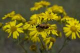 Senecio jacobaea