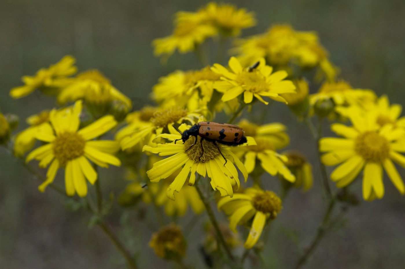 Image of Senecio jacobaea specimen.