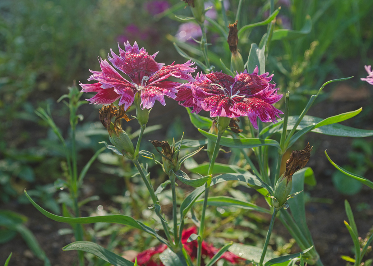 Image of Dianthus chinensis specimen.