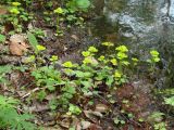 Chrysosplenium sibiricum