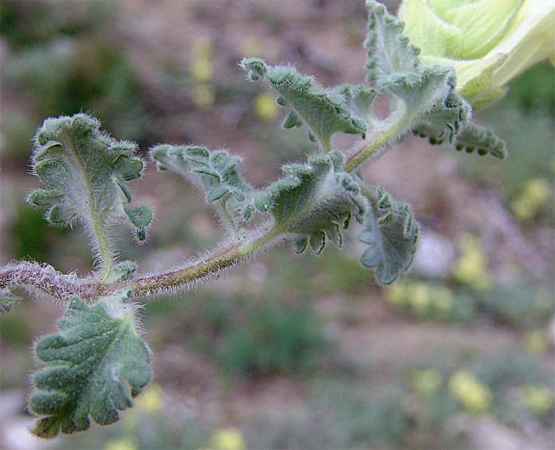 Изображение особи Scutellaria paradoxa.