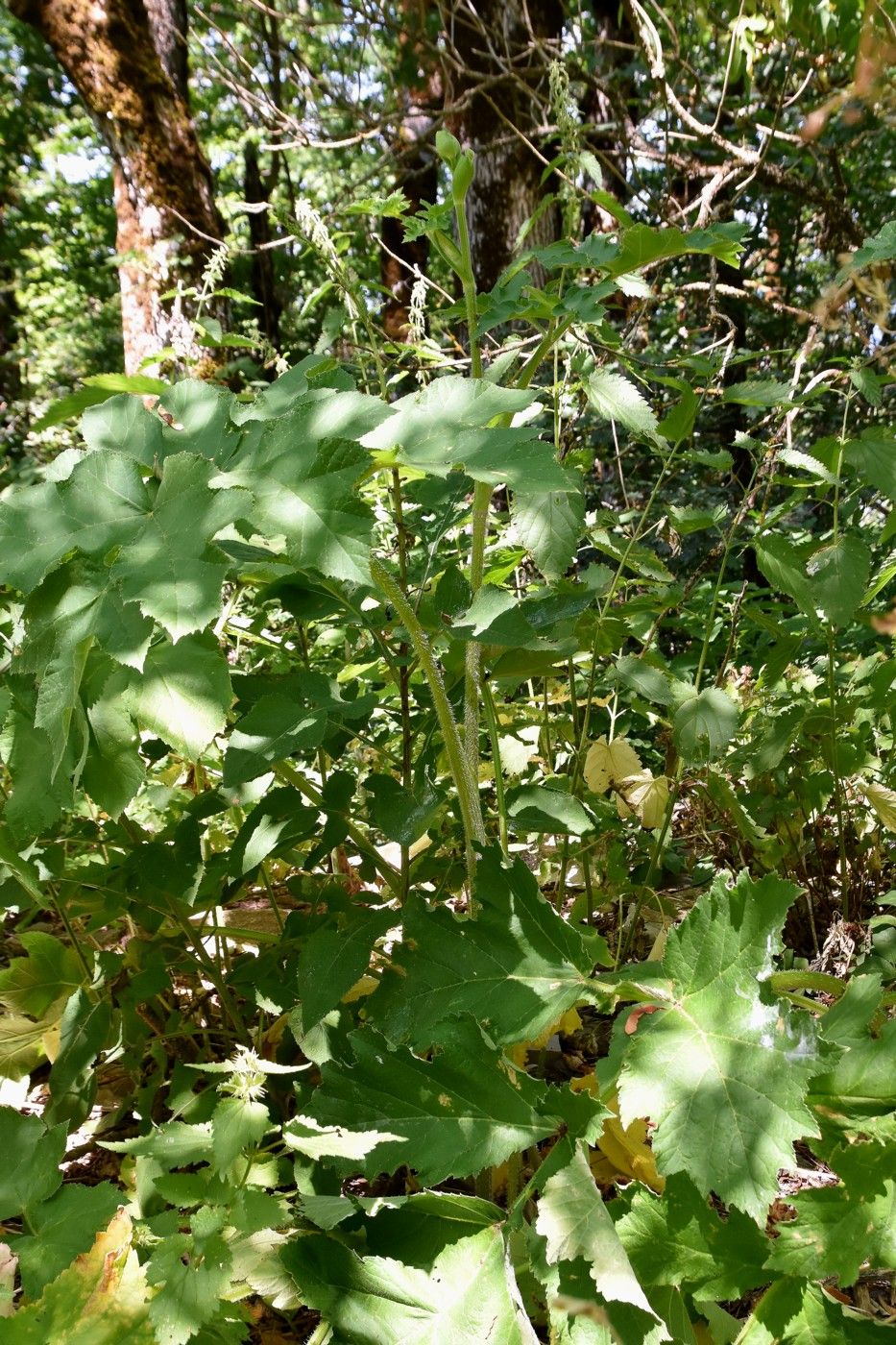 Image of Heracleum sibiricum specimen.