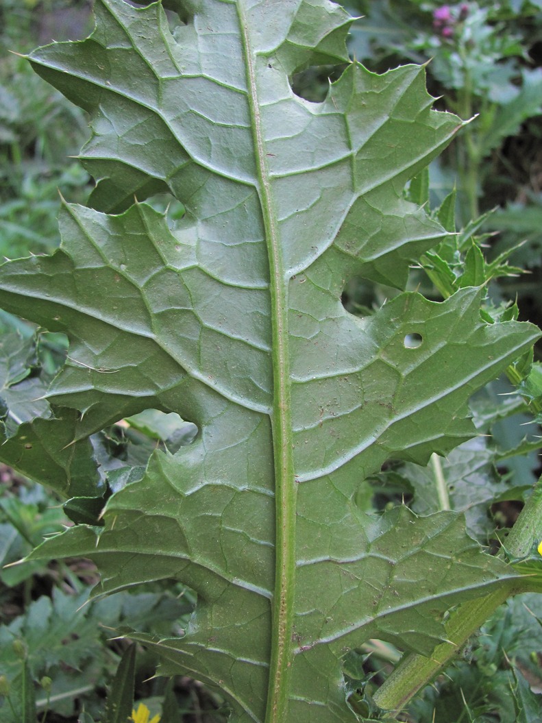 Image of Cirsium elbrusense specimen.