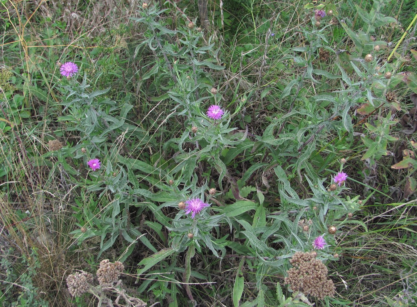 Изображение особи Centaurea jacea ssp. substituta.