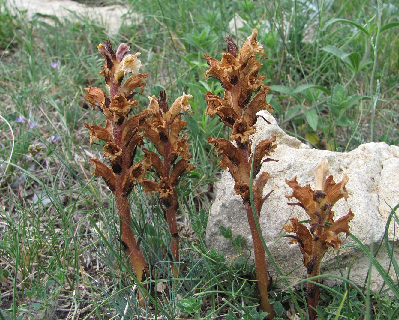 Изображение особи Orobanche lutea.