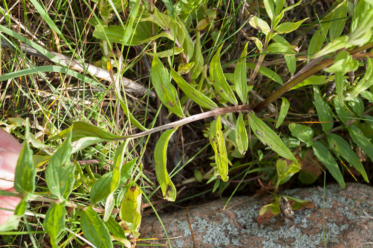 Image of Valeriana salina specimen.