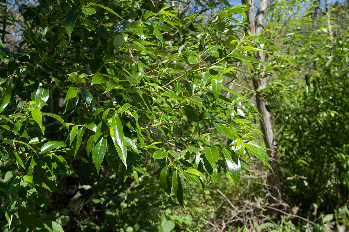 Image of Salix pentandra specimen.