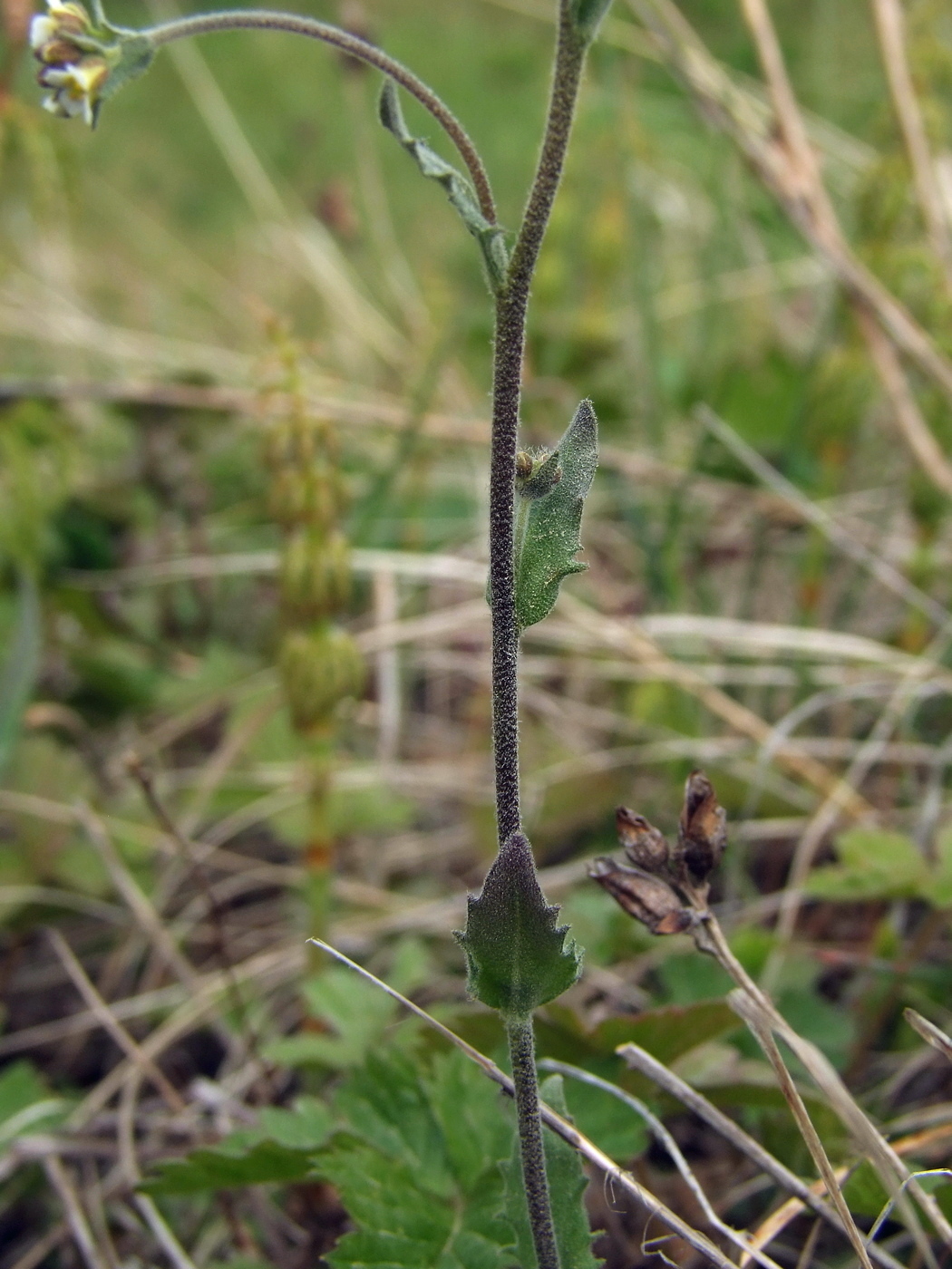 Image of Draba hirta specimen.