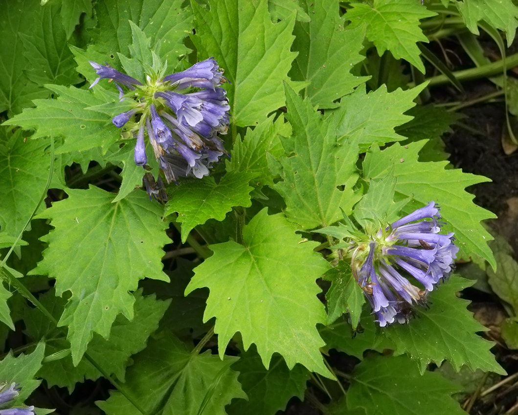 Image of Ajuga incisa specimen.