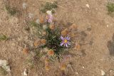 Aster alpinus. Цветущее и плодоносящее растение (слева вверху видна плодоносящая Pulsatilla sp.). Иркутская обл., Ольхонский р-н, окр. с. Сахюрта, Тутайский залив оз. Байкал, береговой склон в верхней части, степь. 13.07.2019.