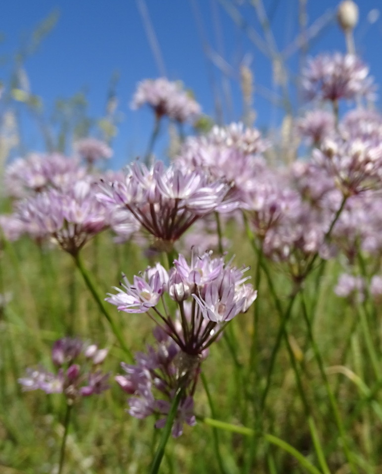 Image of Allium oliganthum specimen.