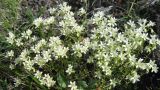 Saxifraga cherlerioides