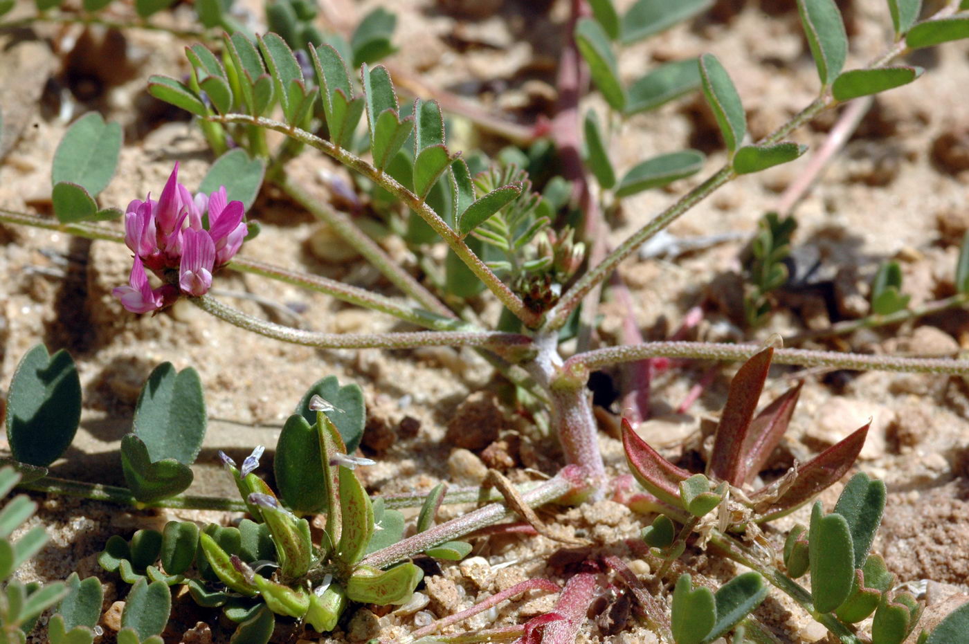 Image of Astragalus psiloglottis specimen.