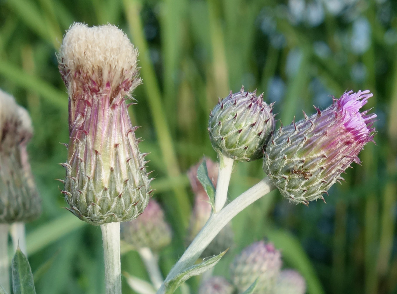 Изображение особи Cirsium incanum.