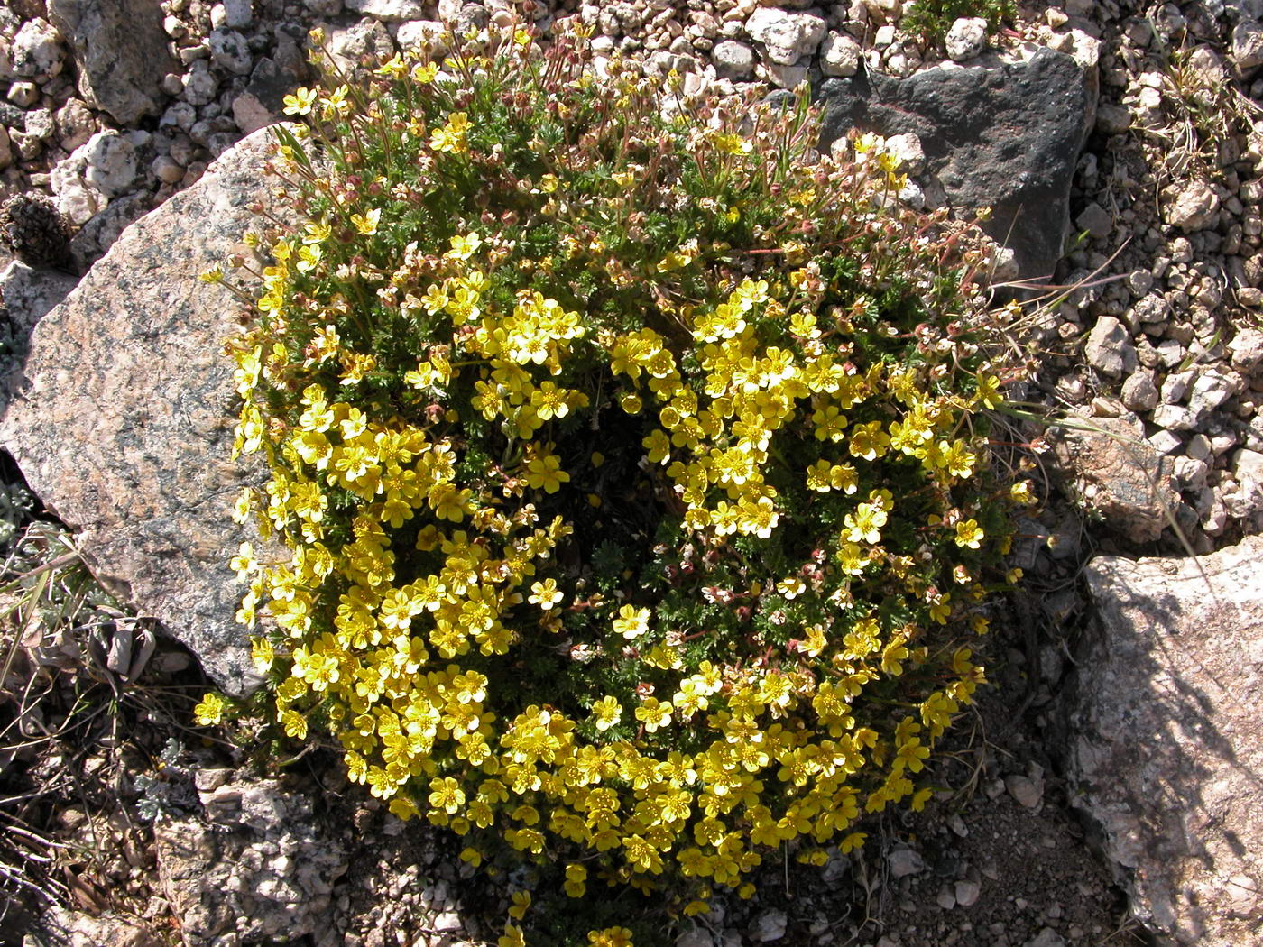 Изображение особи Potentilla uniflora.