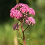 Hylotelephium triphyllum. Верхушка цветущего растения. Новосибирская обл., Ордынский р-н, окр. с. Новопичугово, берёзовый околок. Август 2010 г.