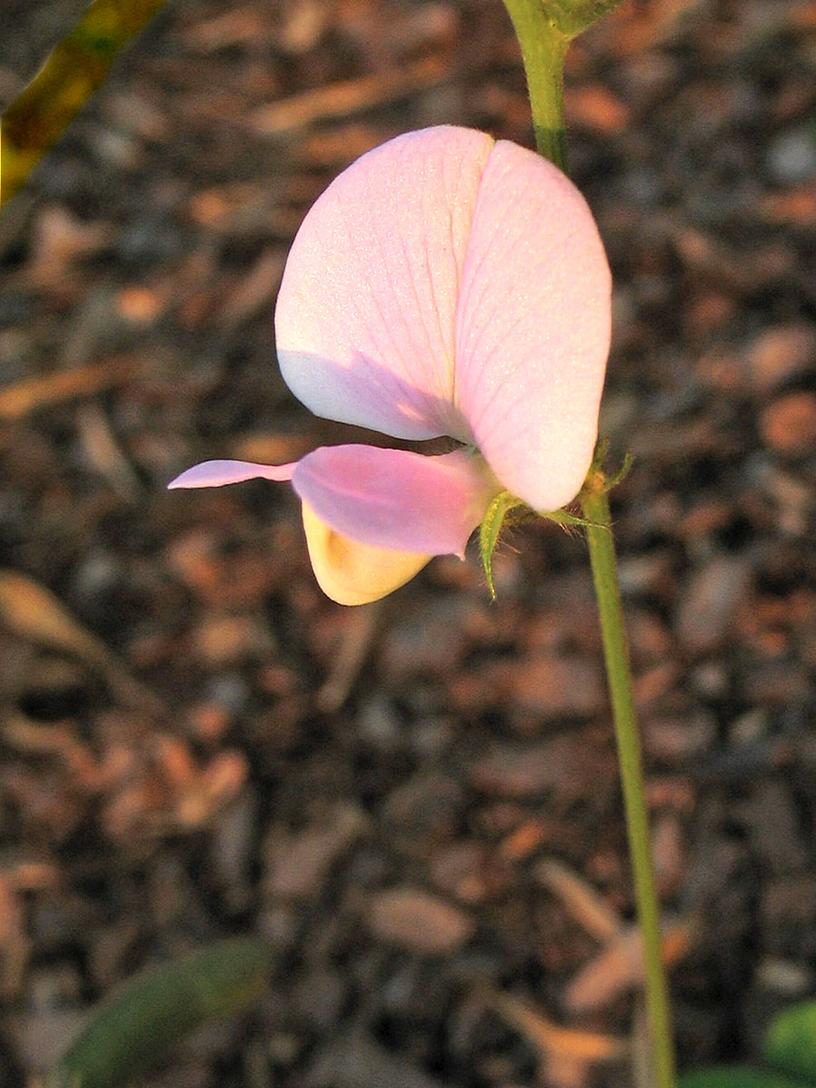 Image of Tephrosia spicata specimen.