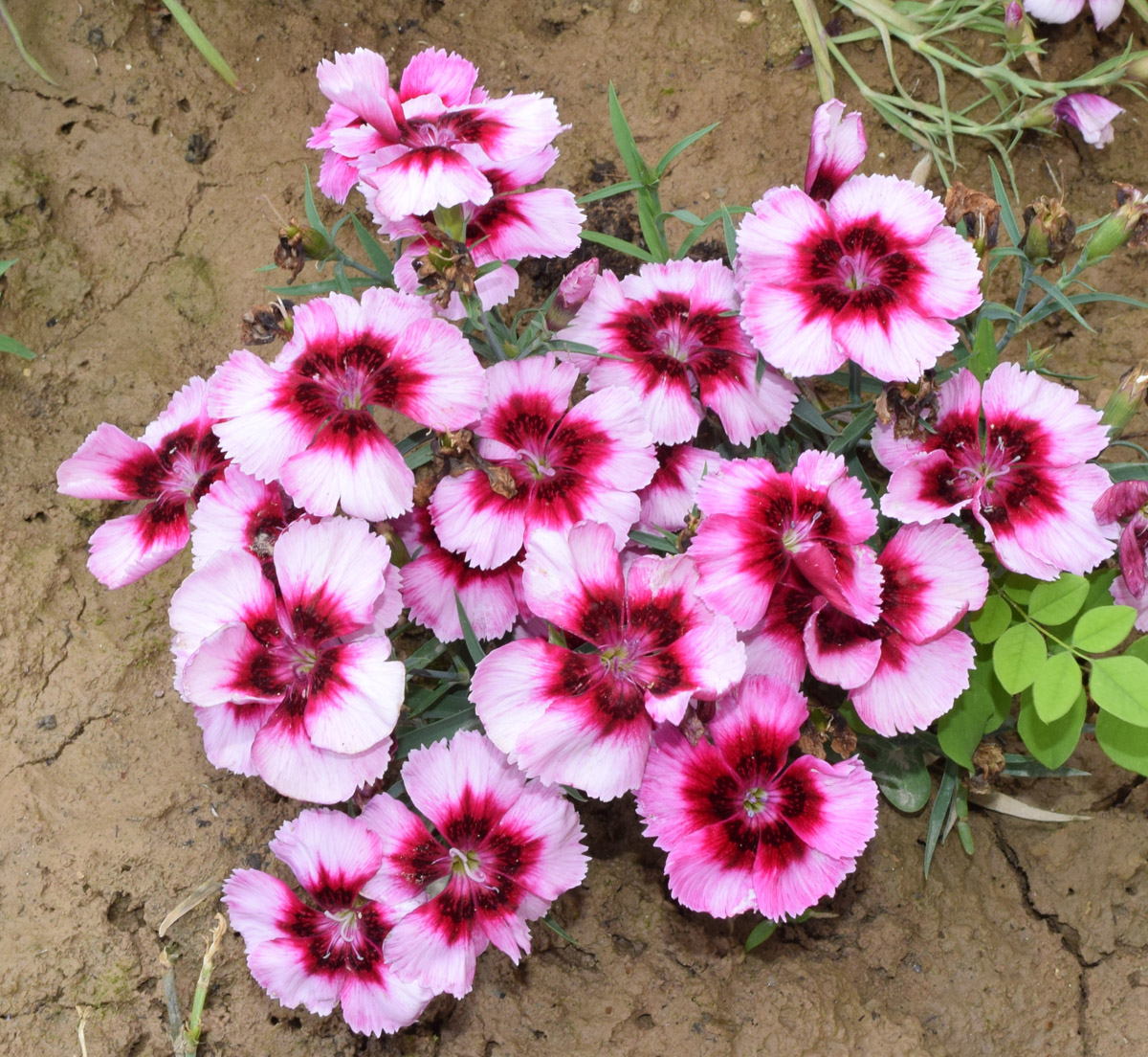 Image of Dianthus chinensis specimen.