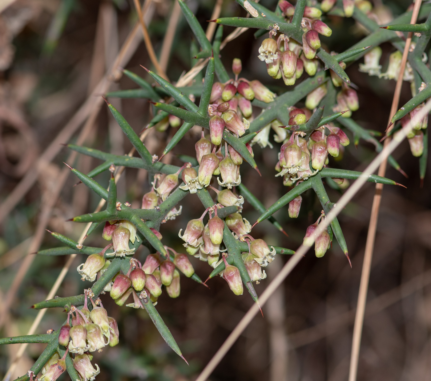 Изображение особи Colletia spinosissima.