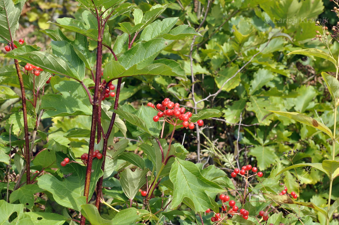 Image of Viburnum sargentii specimen.